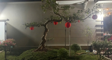 gạch nâu gấm
